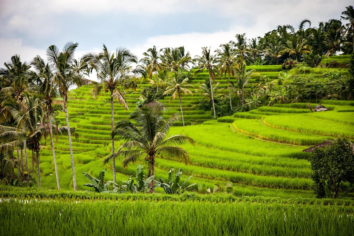Scenic view of Bali, Indonesia — a popular wedding destination
