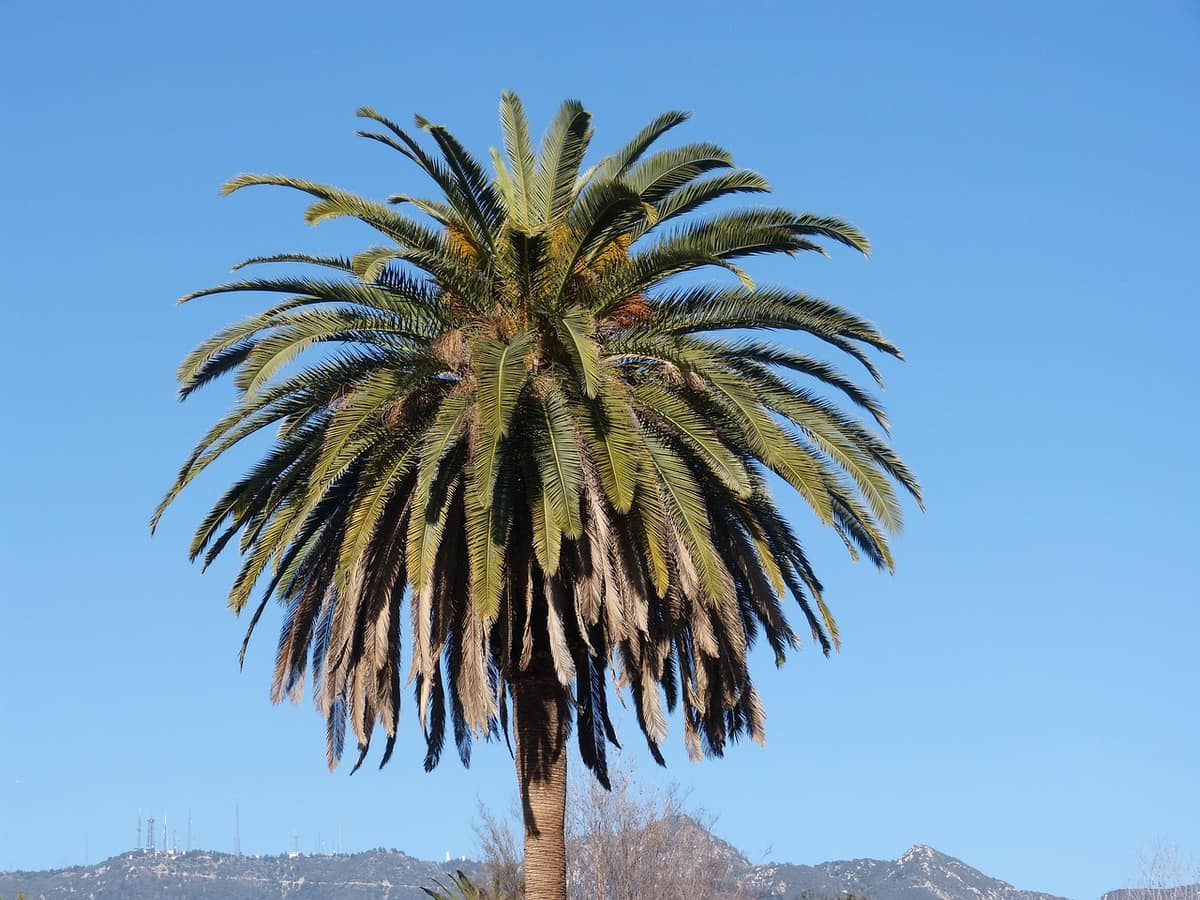 Scenic view of Los Angeles, California — a popular wedding destination