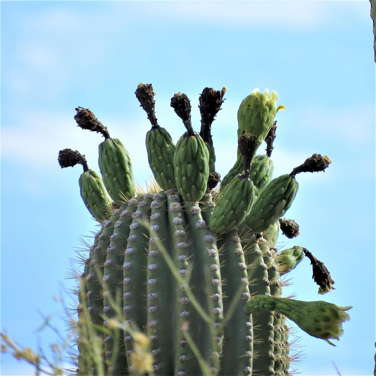 Scenic view of Phoenix, Arizona — a popular wedding destination