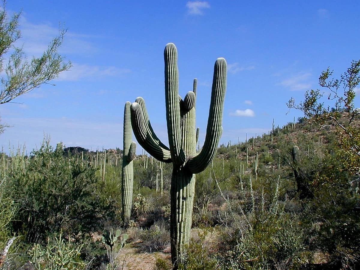 Scenic view of Scottsdale, Arizona — a popular wedding destination